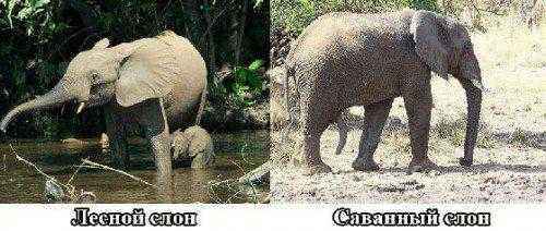 саванный и лесной слоны