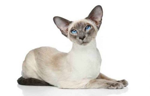 Какие породы кошек самые умные в мире? - Список, характеристика и фото