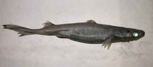 etmopterus perryi