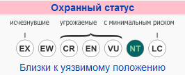 охранный статус леопарда