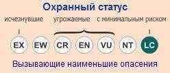 белка-летяга, охранный статус