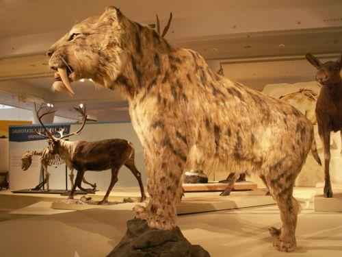 Smilodon Populator - самый крупный вид смилодонов