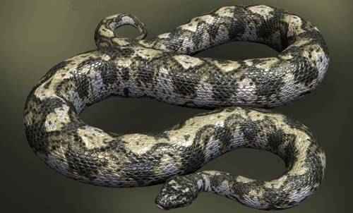 gigantofis
