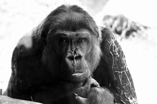 gorilla
