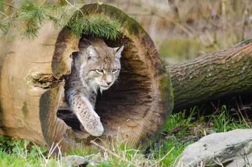 obyknovennaya-rys-v-pustom-stvole-dereva