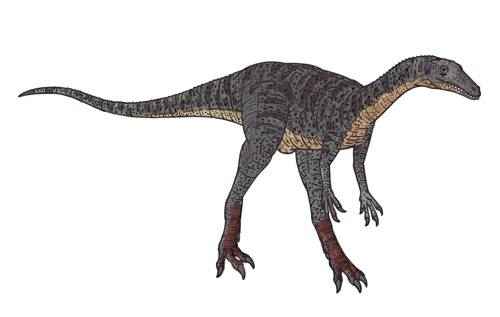 saltopus