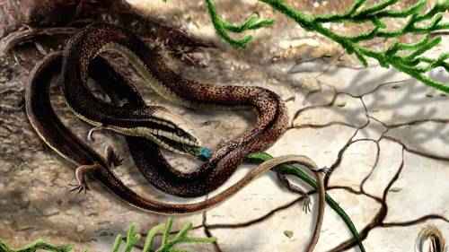 tetrapodofis