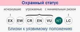 ohrannyj-status-aziatskoj-zolotoj-koshki