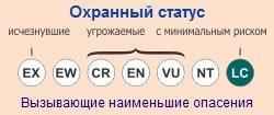ohrannyj-status-yuzhnoafrikanskogo-mangusta
