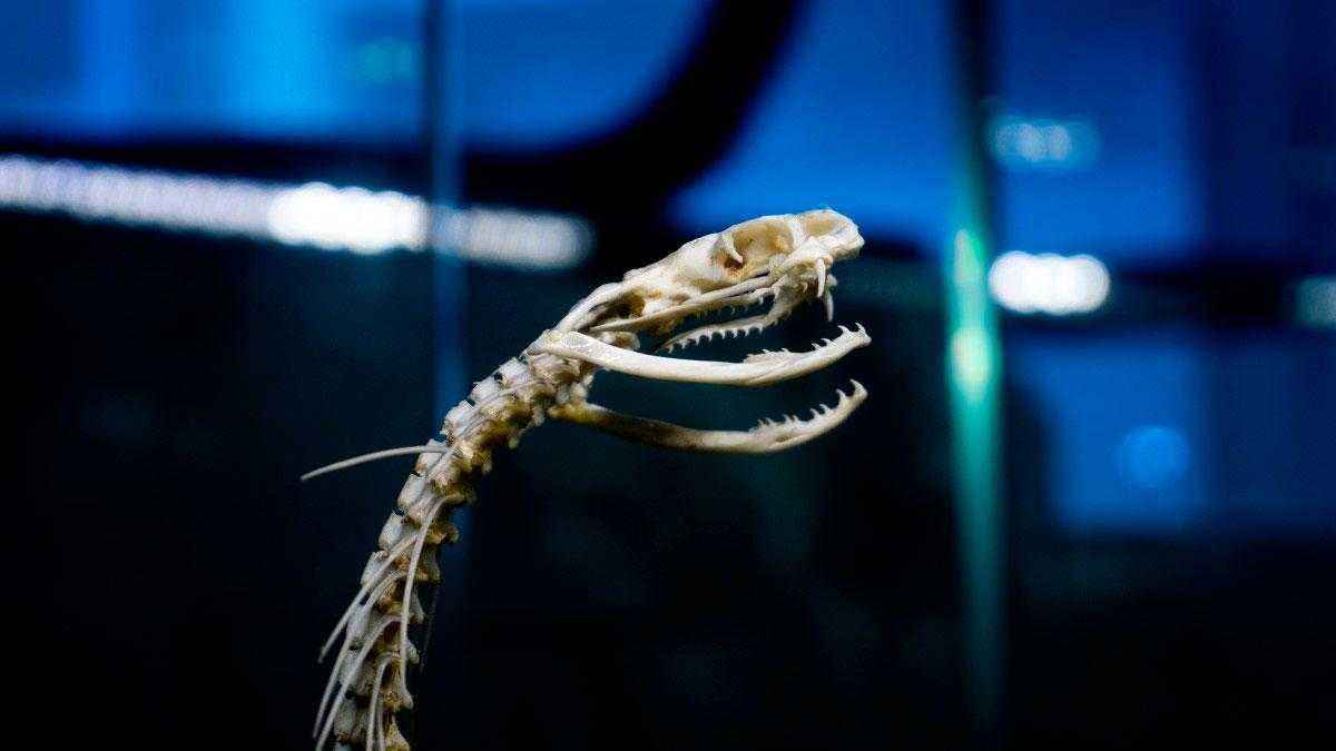 Змеи доисторического периода — 11 ископаемых змей мезозойской и кайнозойской эр