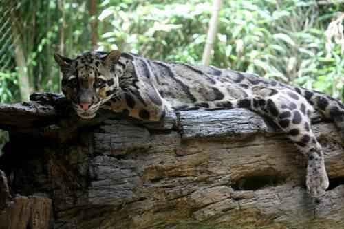 dymchatyj-leopard-na-brevne