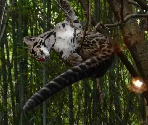 dymchatyj-leopard-na-vesu