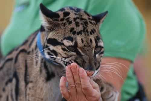 dymchatyj-leopard-oblizyvaet-ruku-cheloveka