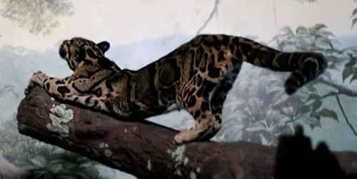 dymchatyj-leopard-potyagivaetsya