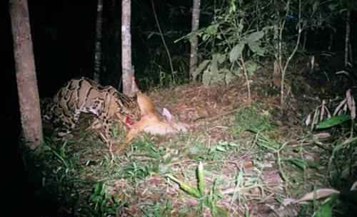 dymchatyj-leopard-s-dobychej