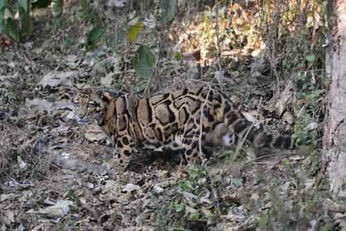 dymchatyj-leopard-v-dikoj-prirode