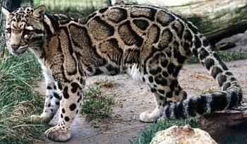 dymchatyj-leopard-vid-sboku