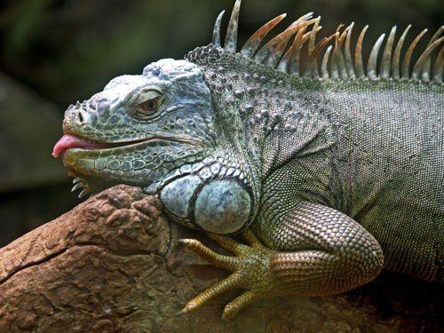 iguana