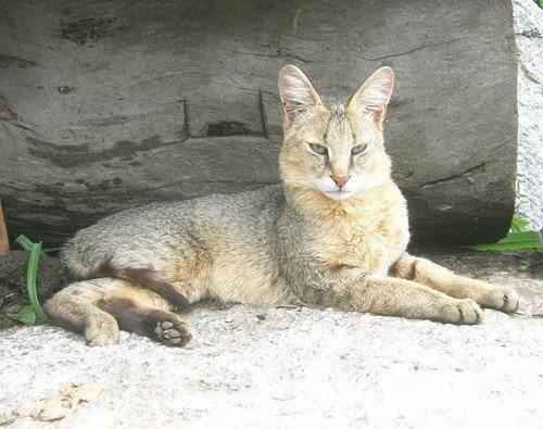 kamyshovaya-koshka-lezha