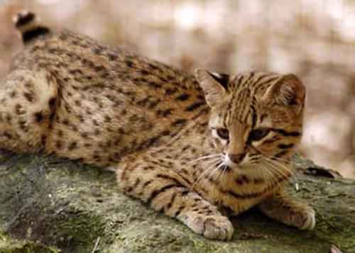 koshka-zhoffrua-lezha