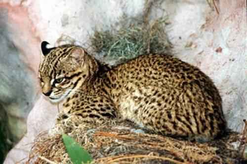 koshka-zhoffrua-otdyhaet