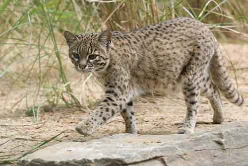 koshka-zhoffrua-pohodka