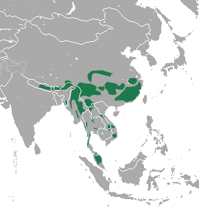 areal-obitaniya-dymchatatogo-leoparda