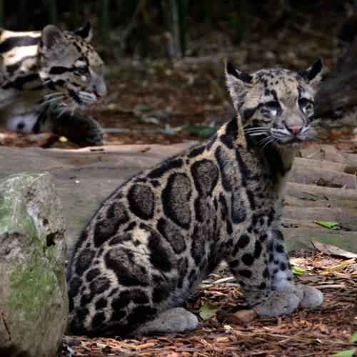 detenysh-dymchatatogo-leoparda
