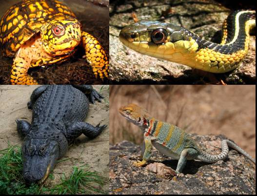 kollazh-4-otryada-reptilij-presmykayushhih