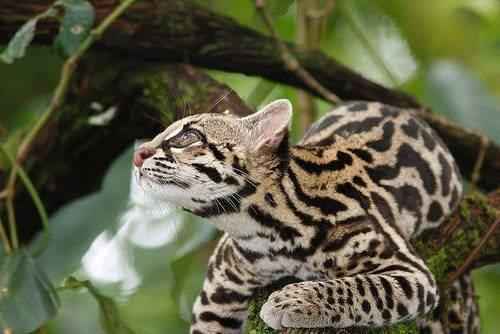 koshka-ontsilla-lezha-na-dereve