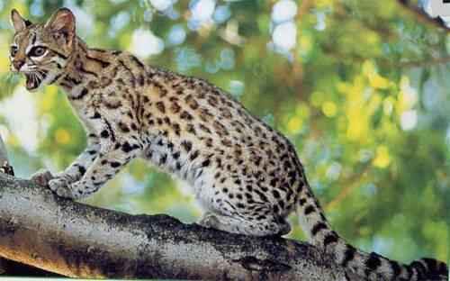 koshka-ontsilla-na-dereve