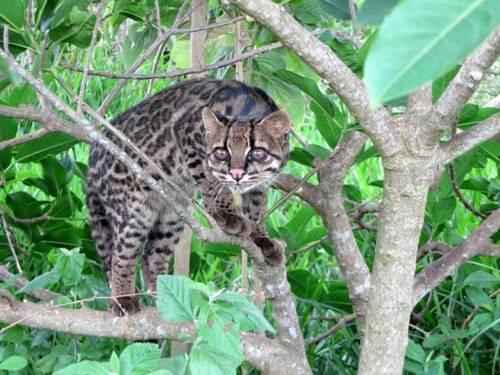 koshka-ontsilla-stoit-na-dereve