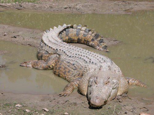 krokodil-greetsya-na-solnyshke
