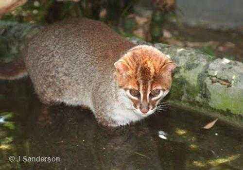 sumatranskaja-koshka-v-vode