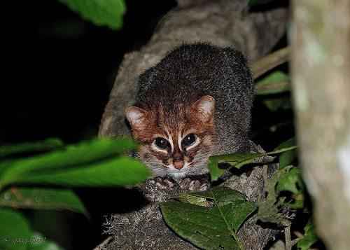 sumatranskaja-koshka-na-dereve