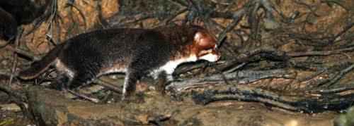 sumatranskaja-koshka-na-kameru-lovushku