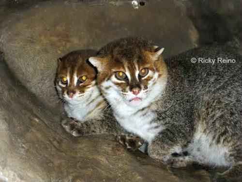 sumatranskaja-koshka-s-kotenkom