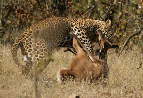 leopard-s-ubitoj-dobychej