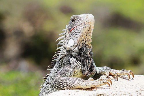 iguana