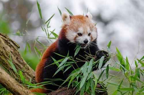 krasnaja-panda