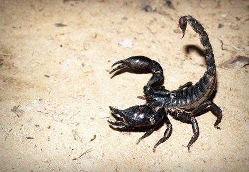 skorpion