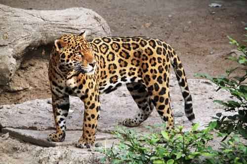 jaguar