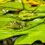 лягушка, загорает, растение, флора и фауна, белая кувшинка, белая водяная лилия, листья, природа, вода, пруд, зелень