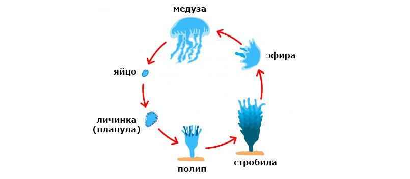 Жизненный цикл медуз — от яйца до зрелой формы схема, стадии, жизненный цикл, медуза, яйцо, личинка, планула, полип, стробила, эфир,