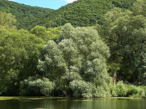 Растения России - деревья, кустарники, травы и другая флора страны