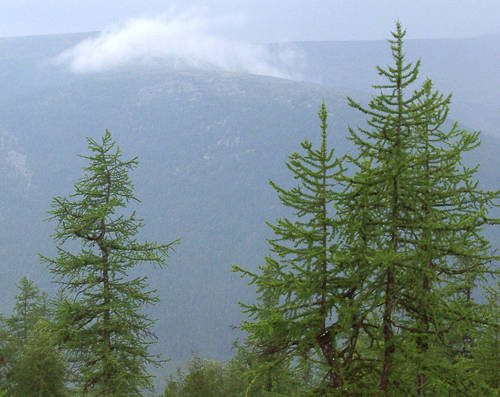 Растения России - деревья, кустарники, травы и другая флора страны
