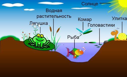 Экологическая система — понятие, суть, типы и уровни