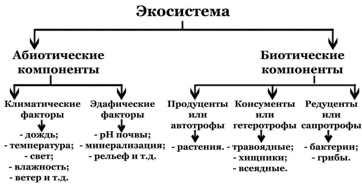 Экологическая система — понятие, суть, типы и уровни