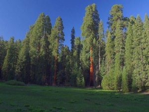 Растительный мир, или флора Земли