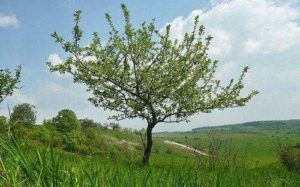 Какие растения встречаются и растут в Европе? Список видов, фото и описание